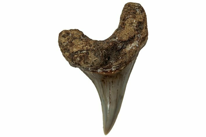 Rare, Fossil Shark (Parotodus) Tooth - South Carolina #321942